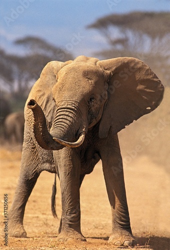 African Elephant  loxodonta africana  Adult smelling  the Trump up  Samburu Park in Kenya