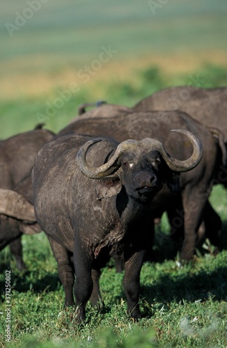 African Buffalo  syncerus caffer  Herd at Masai Mara Park in Kenya