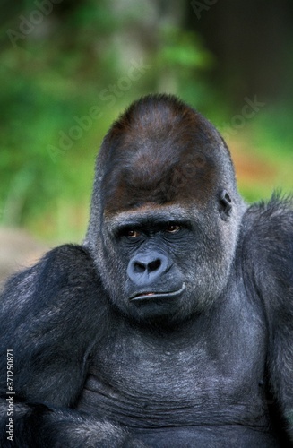Eastern Lowland Gorilla, gorilla gorilla graueri, Portrait of Male © slowmotiongli