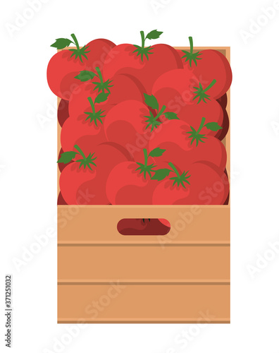 tomatoes inside box design, Vegetable organic food healthy fresh natural and market theme Vector illustration