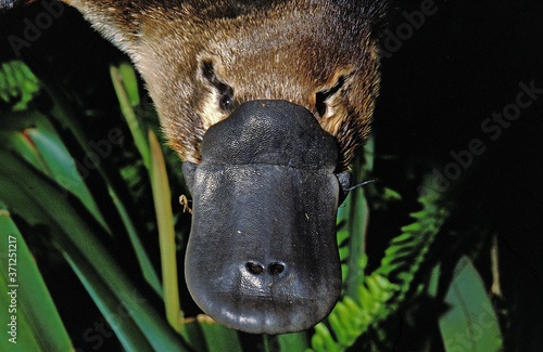 Obraz na płótnie Platypus, ornithorhynchus anatinus, Close up of Beak, Australia w salonie