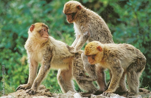 Fotografija Barbary Macaque, macaca sylvana, Pair mating
