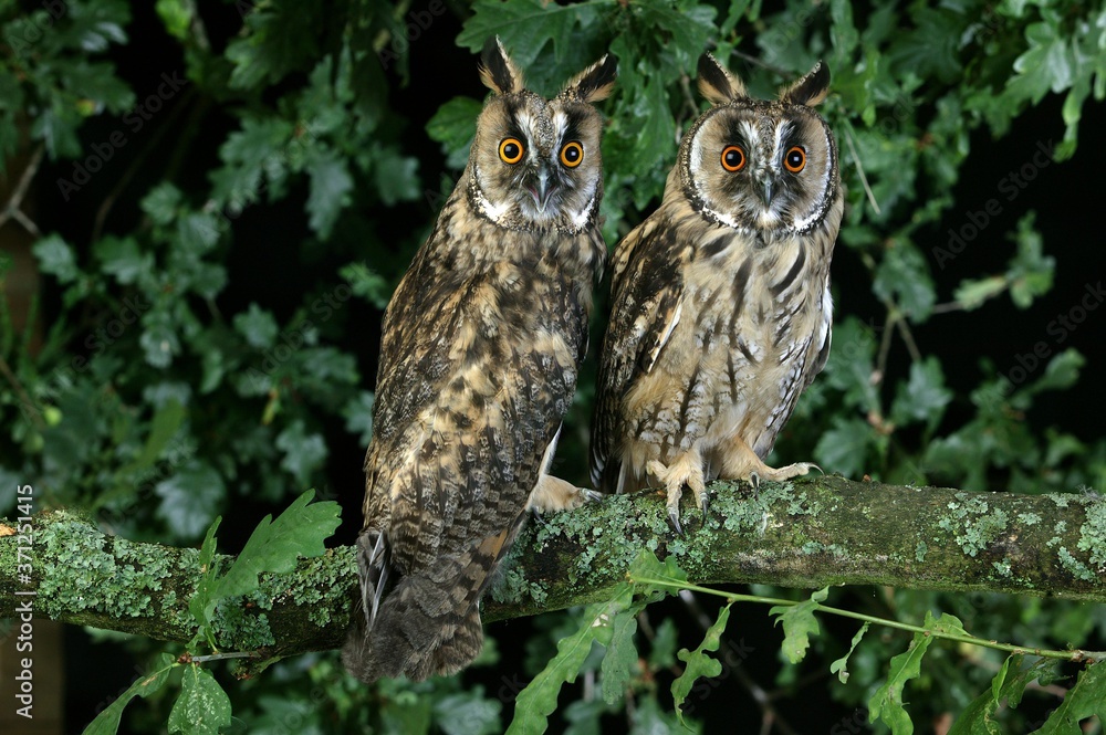 Long-Heared Owl, asio otus, Adult standing in Oak Tree, Normandy Long-Heared Owl, asio otus, Adult standing in Oak Tree, Normandy