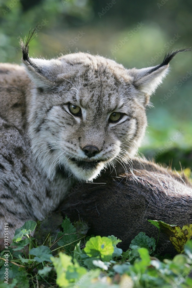 Obraz premium European Lynx, felis lynx, Adult with a Kill, a Roe Deer