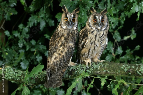 Long-Heared Owl, asio otus, Adult standing in Oak Tree, Normandy
