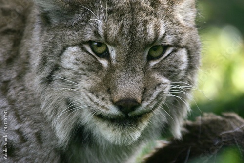 European Lynx, felis lynx, Adult with a Kill, a Roe Deer