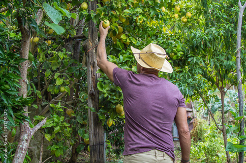 farmer picking lemons from the tree on the farm