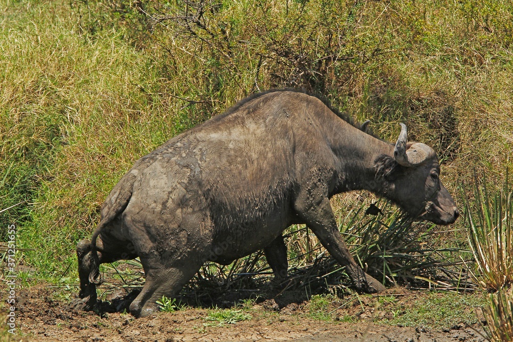 Obraz premium African Buffalo, syncerus caffer, Adult crossing Waterhole, Masai Mara Park in Kenya