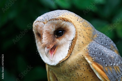 Barn Owl, tyto alba, Portrait of Adult calling © slowmotiongli