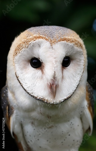 Barn Owl, tyto alba, Portrait of Adult © slowmotiongli