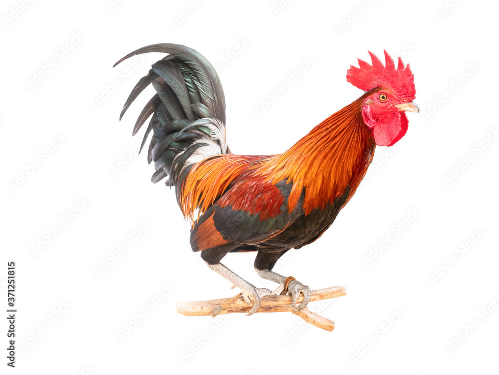 Bantam chicken standing on a log with isolate white background Bantam chicken standing on a log with isolate white background