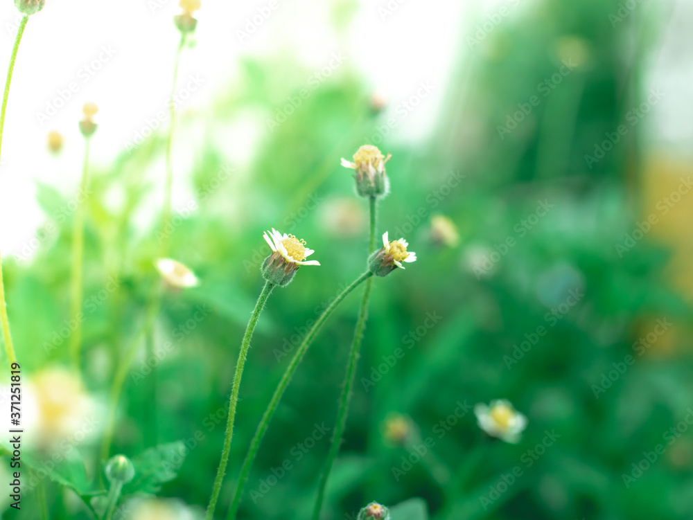 portrait Of Coat buttons or Mexican daisy or Tridax daisy or Wild Daisy flower is a flower that grows naturally during the morning sun portrait Of Coat buttons or Mexican daisy or Tridax daisy or Wild Daisy flower is a flower that grows naturally during the morning sun