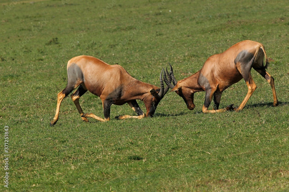 Fototapeta premium Topi, damaliscus korrigum, Males fighting, Masai Mara Park in Kenya