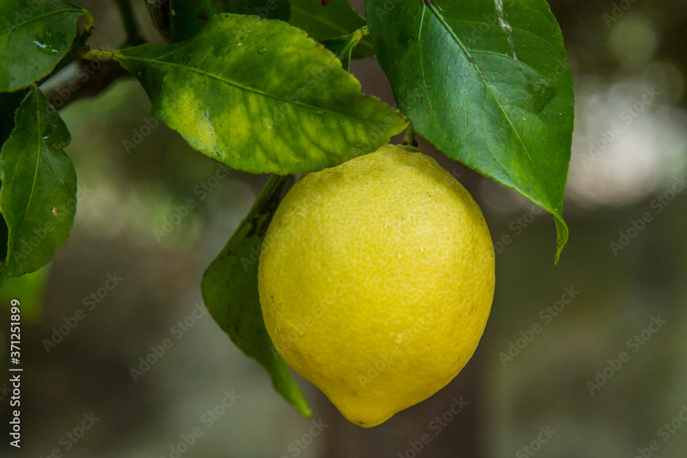 lemon with leaves on the tree