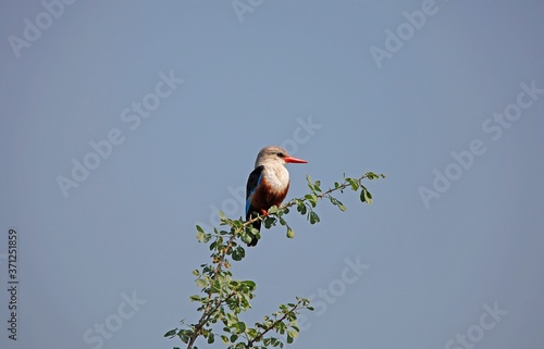 Fotografia, Obraz Grey Headed Kingfisher, halcyon leucocephala, Adult standing on Branch, Naivasha