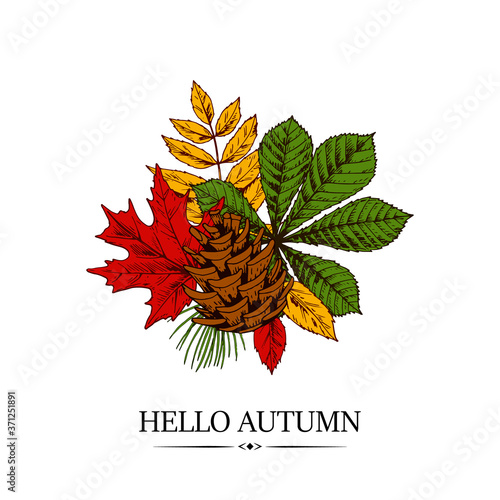 Hand drawn autumn design with chestnut, maple and rowanberry leaves and pinecone isolated on white background. Vector illustration in colored sketch style.