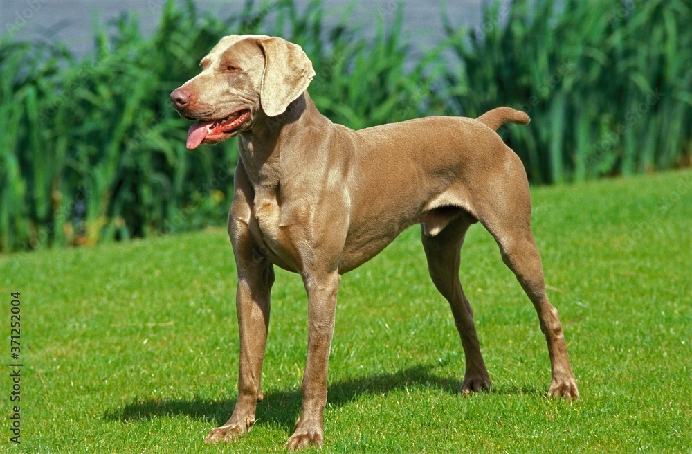 Weimar Pointer Dog, Male standing on Grass Weimar Pointer Dog, Male standing on Grass