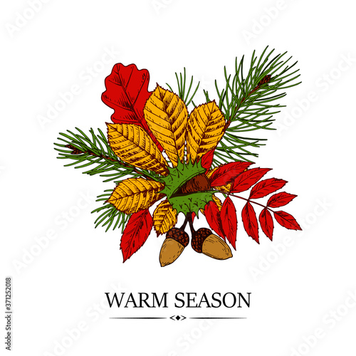 Hand drawn autumn design with chestnut, maple and rowanberry leaves and acorns isolated on white background. Vector illustration in colored sketch style.