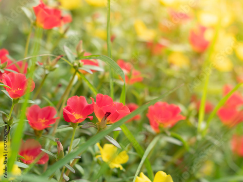 Red and yellow portulaca  flowers blooming during the morning sun with nature background © mrkickme