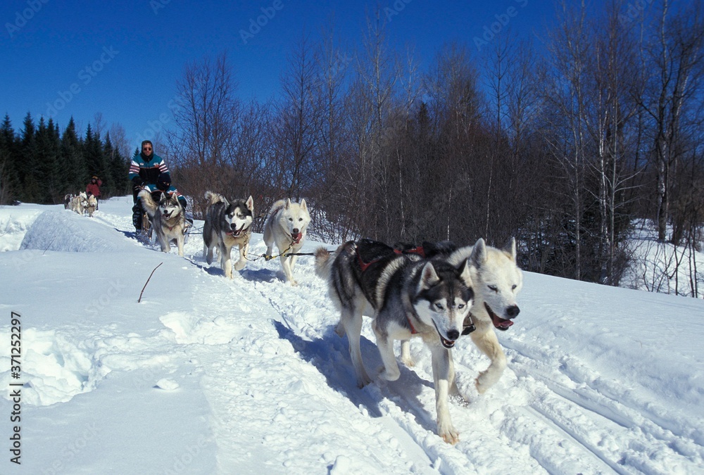 Obraz premium Siberian Husky, Man Mushing his Sled Dog team, Quebec in Canada
