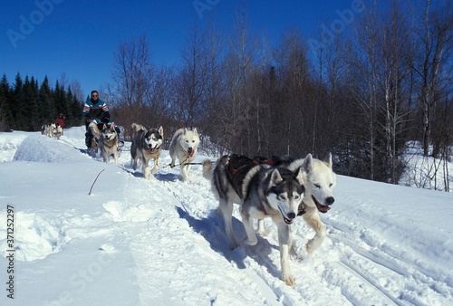 Siberian Husky, Man Mushing his Sled Dog team, Quebec in Canada