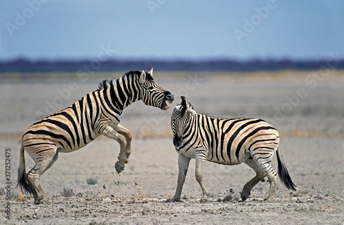 Burchell's Zebra, equus burchelli, Stallions fighting, Serengeti Park in Tanzania