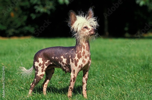 Chinese Crested Dog standing on Lawn
