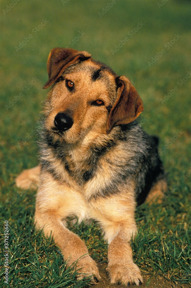 Dog, Male laying on Grass Dog, Male laying on Grass