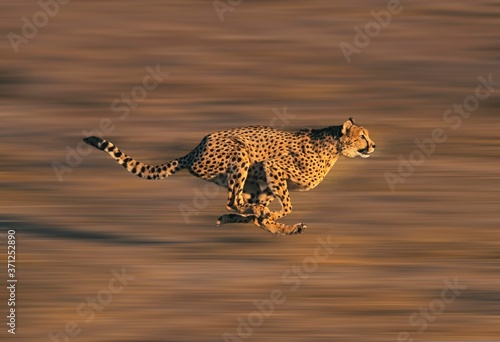 Fotografia, Obraz CHEETAH acinonyx jubatus, Adult running through Savannah