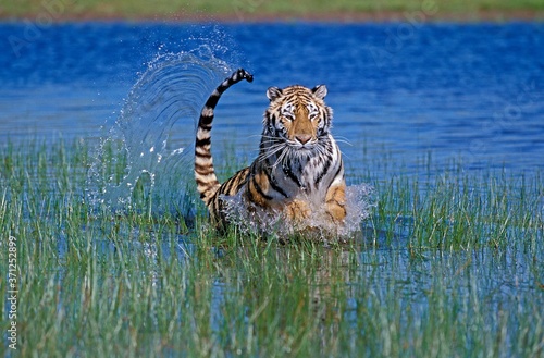 Bengal Tiger, panthera tigris tigris, Adult running through Water photo