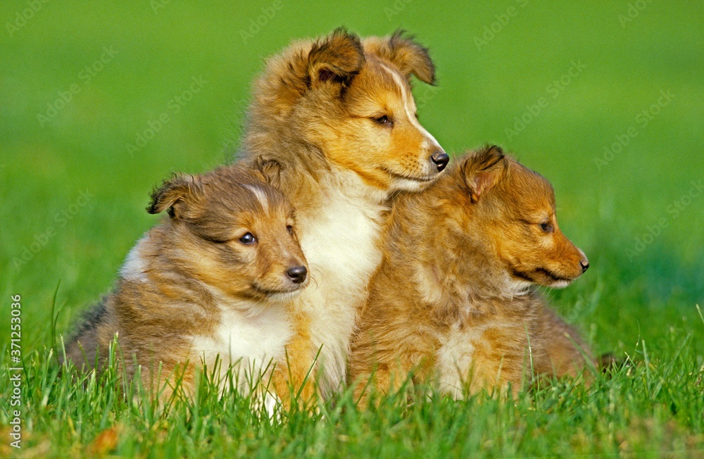 Shetland Sheepdog, Pup sitting on Grass Shetland Sheepdog, Pup sitting on Grass