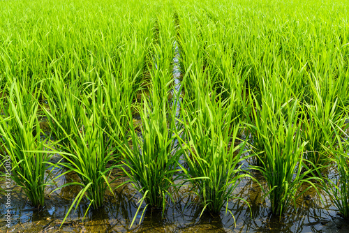Fototapeta Naklejka Na Ścianę i Meble -  Close-up rice seedlings in the fields