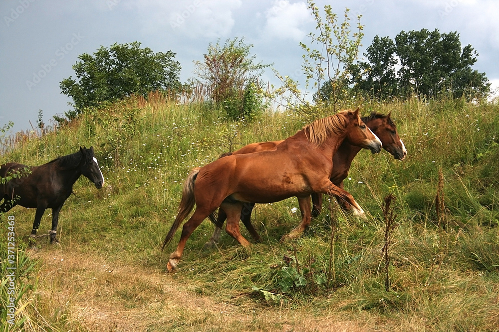 horses running across a rural field horses running across a rural field