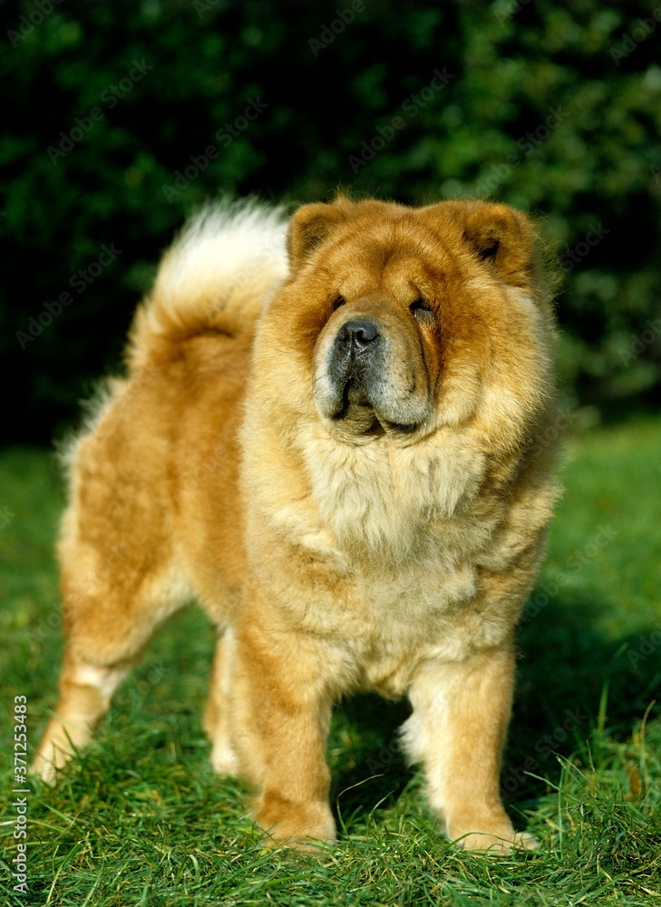 Chow Chow Dog standing on Grass Chow Chow Dog standing on Grass
