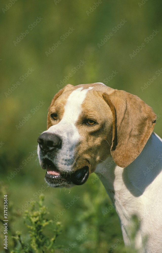 Portrait of Pointer Dog