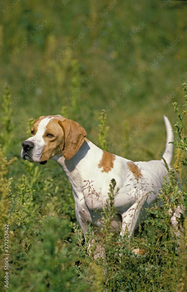 Pointer Dog standing in Long Grass Pointer Dog standing in Long Grass