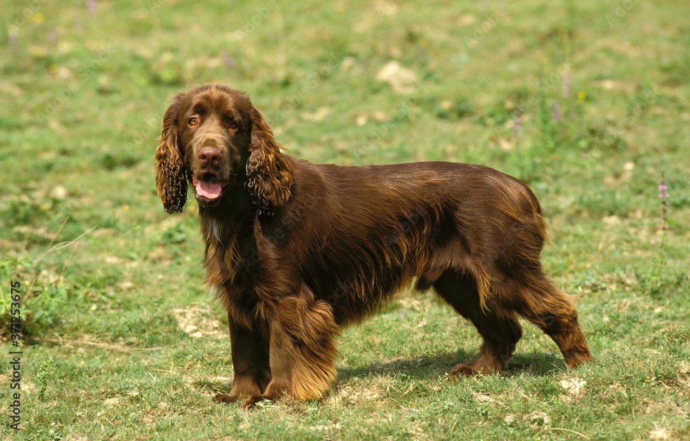 Field Spaniel Dog standing on Grass Field Spaniel Dog standing on Grass