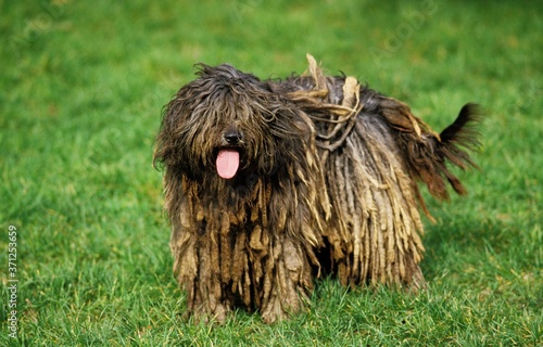 Bergamasco Sheepdog or Bergamese Shepherd, Dog standing on Grass