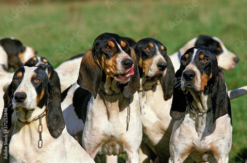 Fototapeta Naklejka Na Ścianę i Meble -  Ariegeois Hound, pack of Dog standing on Grass