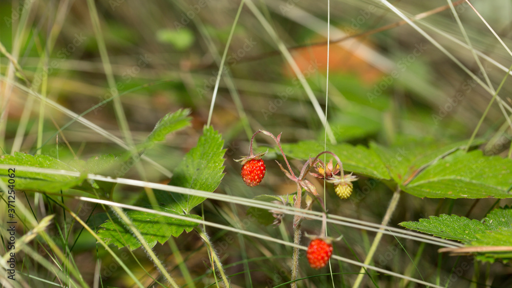 Ripe wild strawberry Ripe wild strawberry
