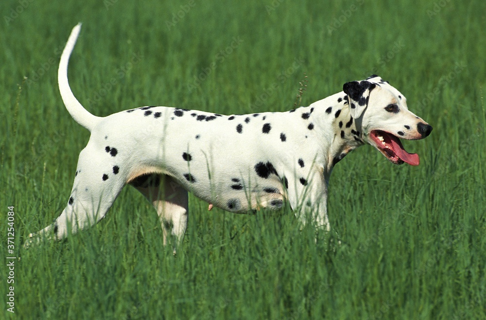 Dalmatian Dog standing in Field