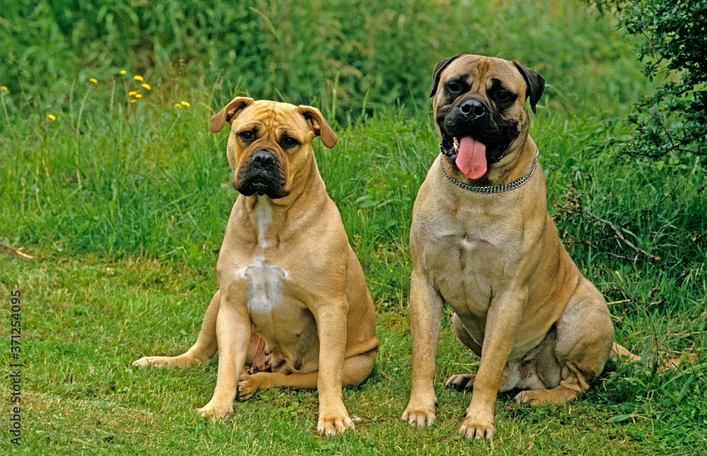 Mastiff and Bullmastiff Dog sitting on Grass Mastiff and Bullmastiff Dog sitting on Grass