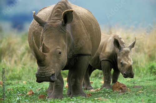 Fotografiet White Rhinoceros, ceratotherium simum, Mother with Calf, South Africa