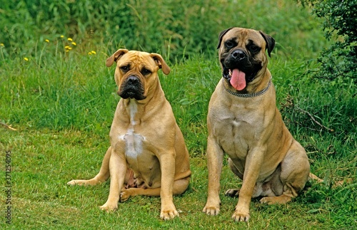 Mastiff and Bullmastiff Dog sitting on Grass
