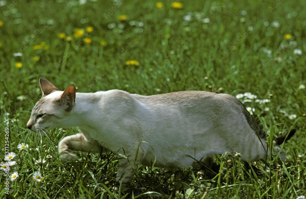 Tabby Point Siamese Domestic Cat Hunting Tabby Point Siamese Domestic Cat Hunting