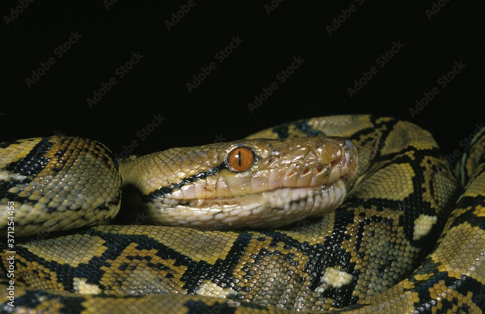 Obraz premium Reticulated Python, python reticulatus