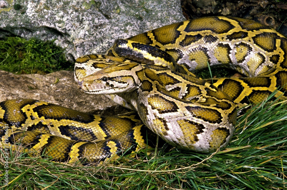 Indian Python, python molurus Indian Python, python molurus