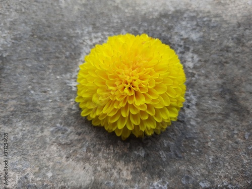 A yellow chrysanthemum flower.