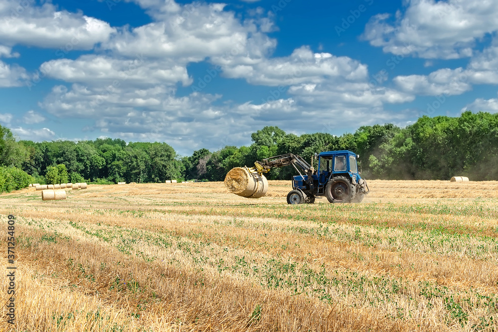 Fototapeta premium straw in round bales and a tractor in the field