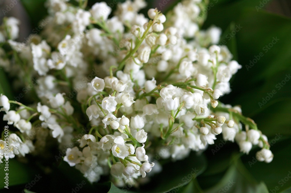 Lily of the Valley, convallaria majalis Lily of the Valley, convallaria majalis